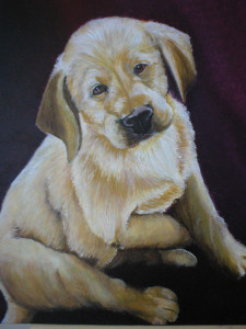 Golden pup, 50 x 40cm