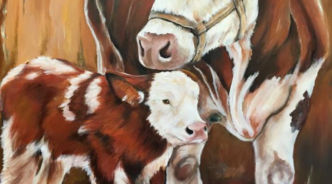 Koe met kalf, 120 x 100