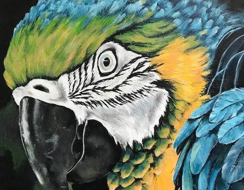 Papegaai, 60 x 60 cm,Verkocht
